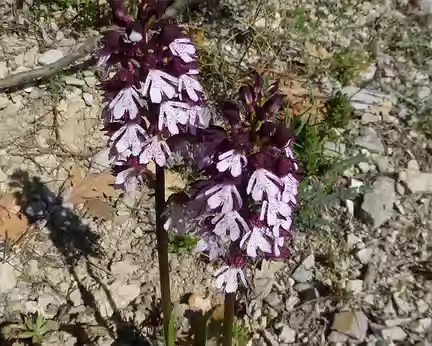 P1250912 calcaire plus soleil plus printemps = orchidée